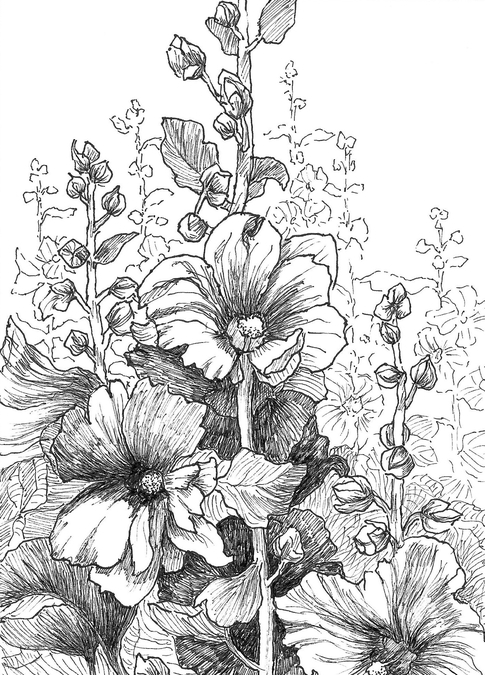 hollyhock