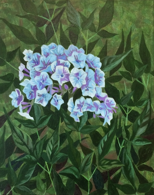 Phlox