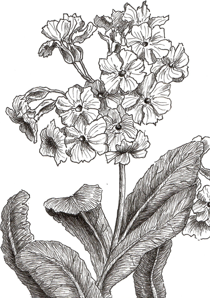 primula